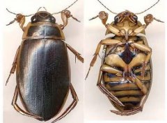 水蟑螂的功效與作用,是一種藥食兩用的昆蟲