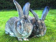 大流士兔子好養(yǎng)嗎,一年吃掉4000根蘿卜真心養(yǎng)不起