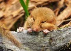 睡鼠為什么那樣愛睡覺 好養嗎 多少錢一只