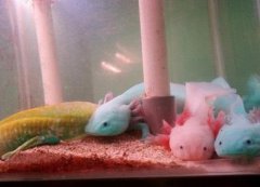 恐龍魚吃什么長的快，六角恐龍魚認主人嗎