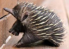 針鼴是什么動物 一級保護動物針鼴和刺猬的區別