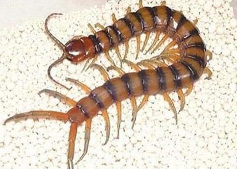 最大的蜈蚣是什么品種 有多大 多少條腳