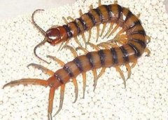 最大的蜈蚣是什么品種 有多大 多少條腳