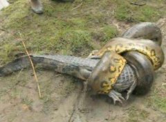 綠森蚺吃鱷魚嗎 天敵是什么 和蟒蛇的區別