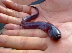 狼牙蝦虎魚咬不咬人 狼牙蝦虎魚能吃嗎 營養價值