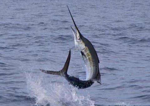 劍魚和旗魚的區別是什么,為何喜歡攻擊人類船只