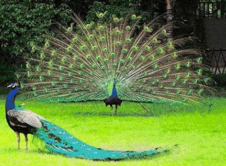 孔雀開屏是公還是母,雄孔雀喜歡開屏的原因