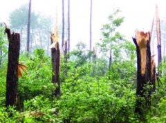 空中怪車(chē)事件是真的嗎，真相是龍嗎