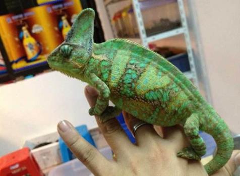 高冠變色龍怎么養(yǎng)壽命多長，是保護動物嗎