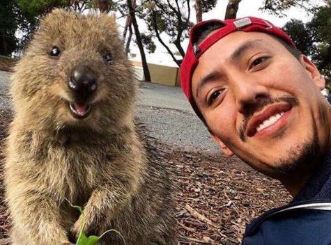 短尾矮袋鼠可以養嗎,不怕人的澳洲矮袋鼠為啥扔孩子