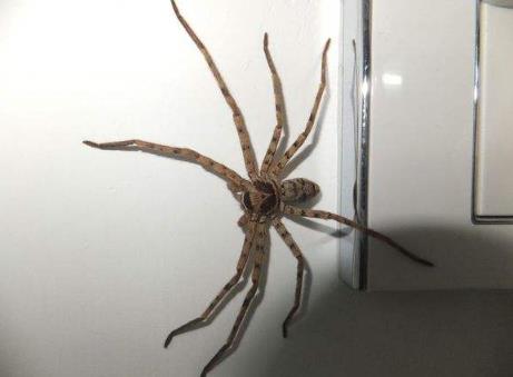 白額高腳蛛有毒嗎,會爬床上咬人嗎