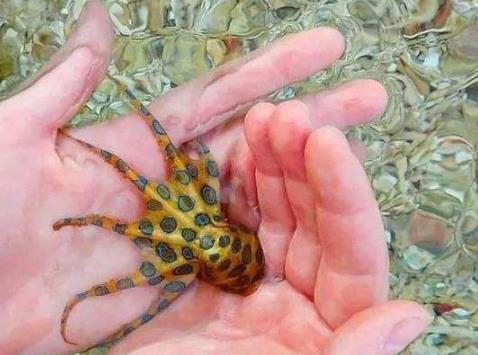 有劇毒的藍環章魚天敵是什么，被藍環章魚咬了怎么辦