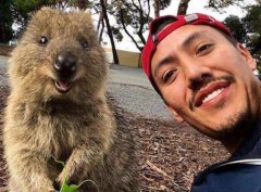 短尾矮袋鼠可以養嗎,不怕人的澳洲矮袋鼠為啥扔孩子