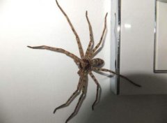 白額高腳蛛有毒嗎,會爬床上咬人嗎