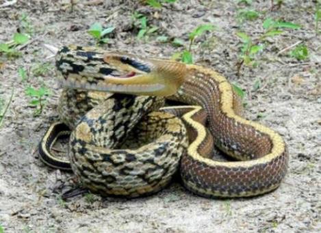 黑眉錦蛇有毒嗎能長多大 黑眉錦蛇認識主人嗎