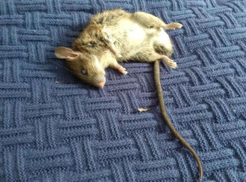 如何防止晚上老鼠爬床,被老鼠咬了要打針嗎