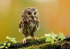 貓頭鷹進宅會有喜事么 為什么不能對貓頭鷹笑