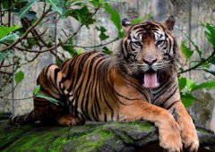 蘇門答臘虎為何那么小還未滅絕，和印尼虎的區別