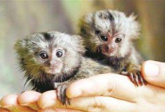 狨猴是幾級保護動物，狨猴可以做寵物嗎