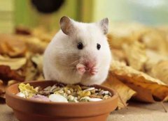 倉鼠壽命有多長 品種有哪些 養倉鼠是否會染上鼠疫