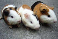 金絲熊壽命多少年,金絲熊飼養十大禁忌