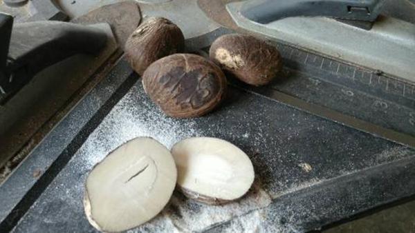 象牙果是什么東西，對人有什么好處