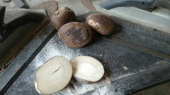 象牙果是什么東西，對人有什么好處