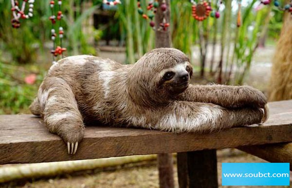 樹懶動作那么慢為什么沒有滅絕,善于偽裝自己