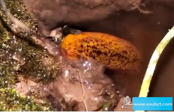 望月鱔和黃鱔的區(qū)別，前者有毒吃了會(huì)小命不保