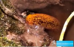 望月鱔和黃鱔的區別，前者有毒吃了會小命不保