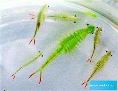 仙女蝦 - 一種不能吃的水生動物，并不是蝦