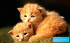 貓有殺主人的意識，貓想殺死主人的5大征兆