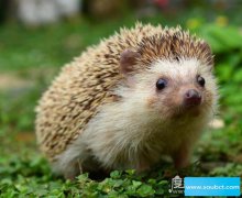 撿到刺猬是什么預兆，是吉兆預示著財神爺將降臨