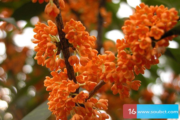 丹桂飄香是什么季節(jié)，丹桂栽培幾年才能開花