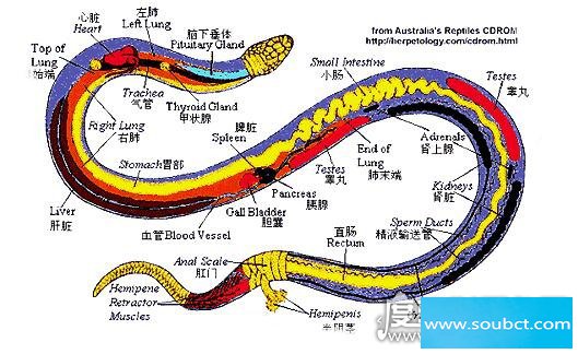 打蛇打七寸的七寸是指那個部位，蛇的七寸位置示意圖