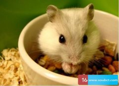 倉鼠吃什么水果？倉鼠是雜食性動物