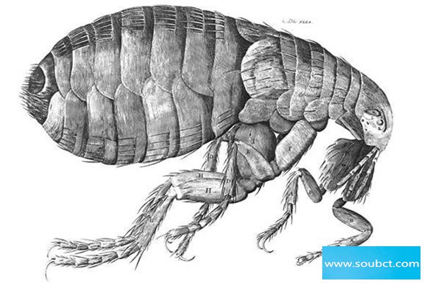 跳蚤為什么能跳這么高,跳躍能力相當于人類跳340米