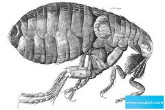 跳蚤為什么能跳這么高，跳躍能力相當于人類跳340米