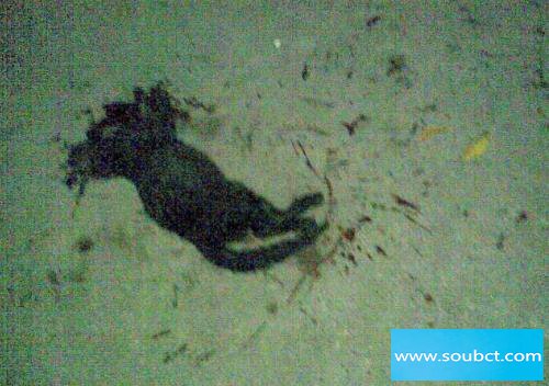 真光踩貓事件后續，調查當事人以求事件真相