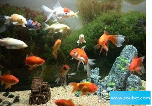 養魚養幾條好，養不同數目的魚有不同寓意