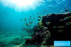 實心鐵球能沉到海底嗎,深海魚不會被壓死嗎