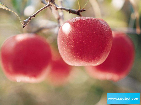 晚上吃蘋果有什么危害，等于吃砒霜