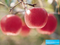 晚上吃蘋果有什么危害，等于吃砒霜