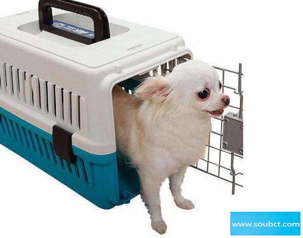 寵物托運一般多少錢啊,辦理寵物托運手續和流程