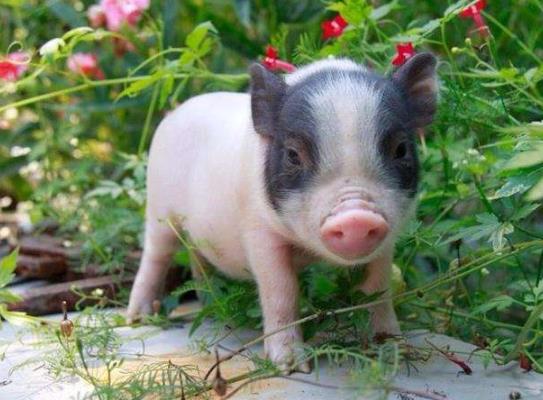 微型豬是瀕危動物嗎，微型豬哪里有賣