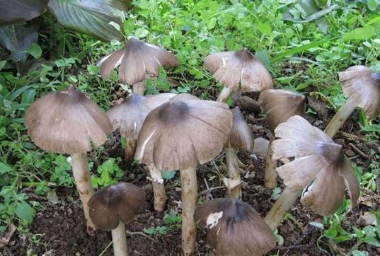 白毒傘和白雞樅的區別,吃了白毒傘會不會死