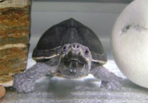 麝香龜為什么叫麝香,一般能活多久