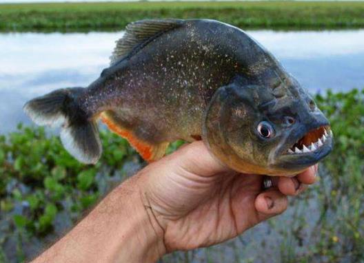 食人鯧和鯧魚(yú)的區(qū)別，為什么不能遺棄在自然水域