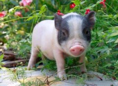 微型豬是瀕危動物嗎，微型豬哪里有賣