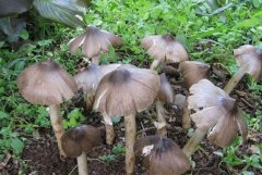 白毒傘和白雞樅的區別，吃了白毒傘會不會死